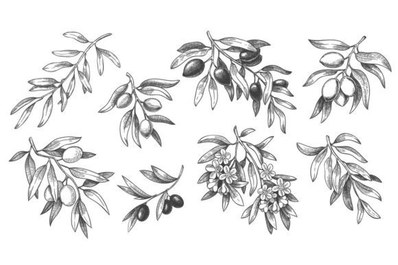 Download Engraved Olive Branch. Sketch Branches - Branch Collection