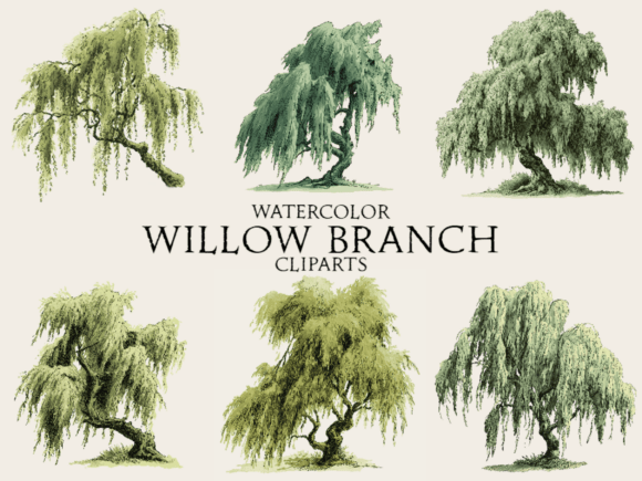 Download Watercolor Willow Branch Clipart - Premium Resources
